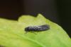 Elatobia sp.